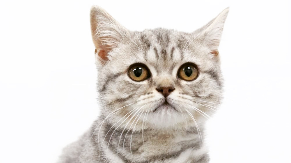 Cat Grooming Chiswick UK Grooming Courses