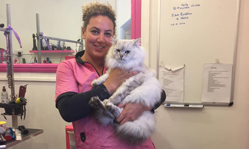 Thorndale , TX - Alpha Grooming Mobile Pet Salon