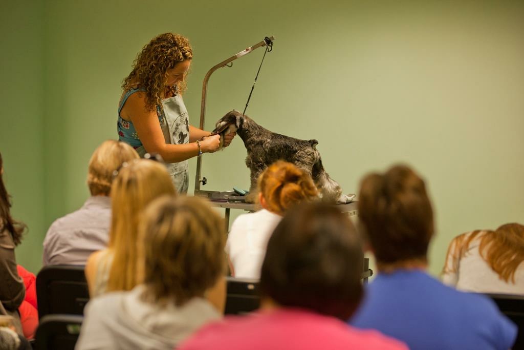 Level 3 Diploma Evening Course UK Grooming Courses