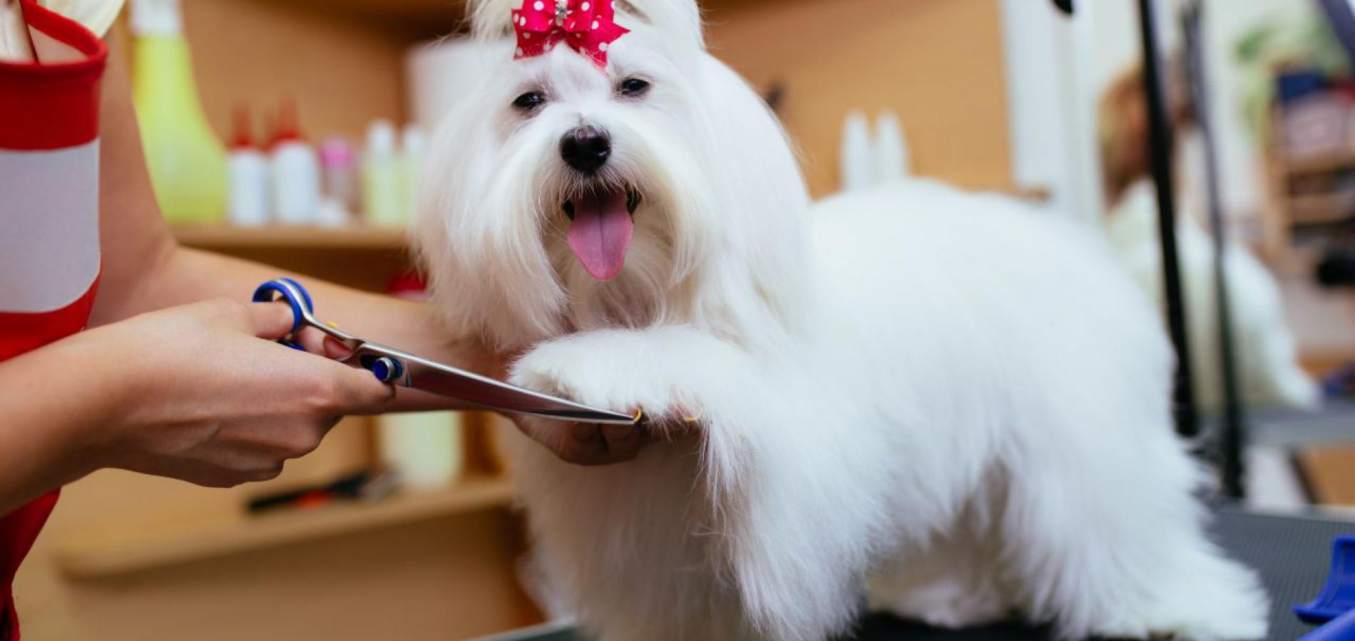 Hair for Pooch Dog Grooming Salon Wimbledon UK Grooming Courses