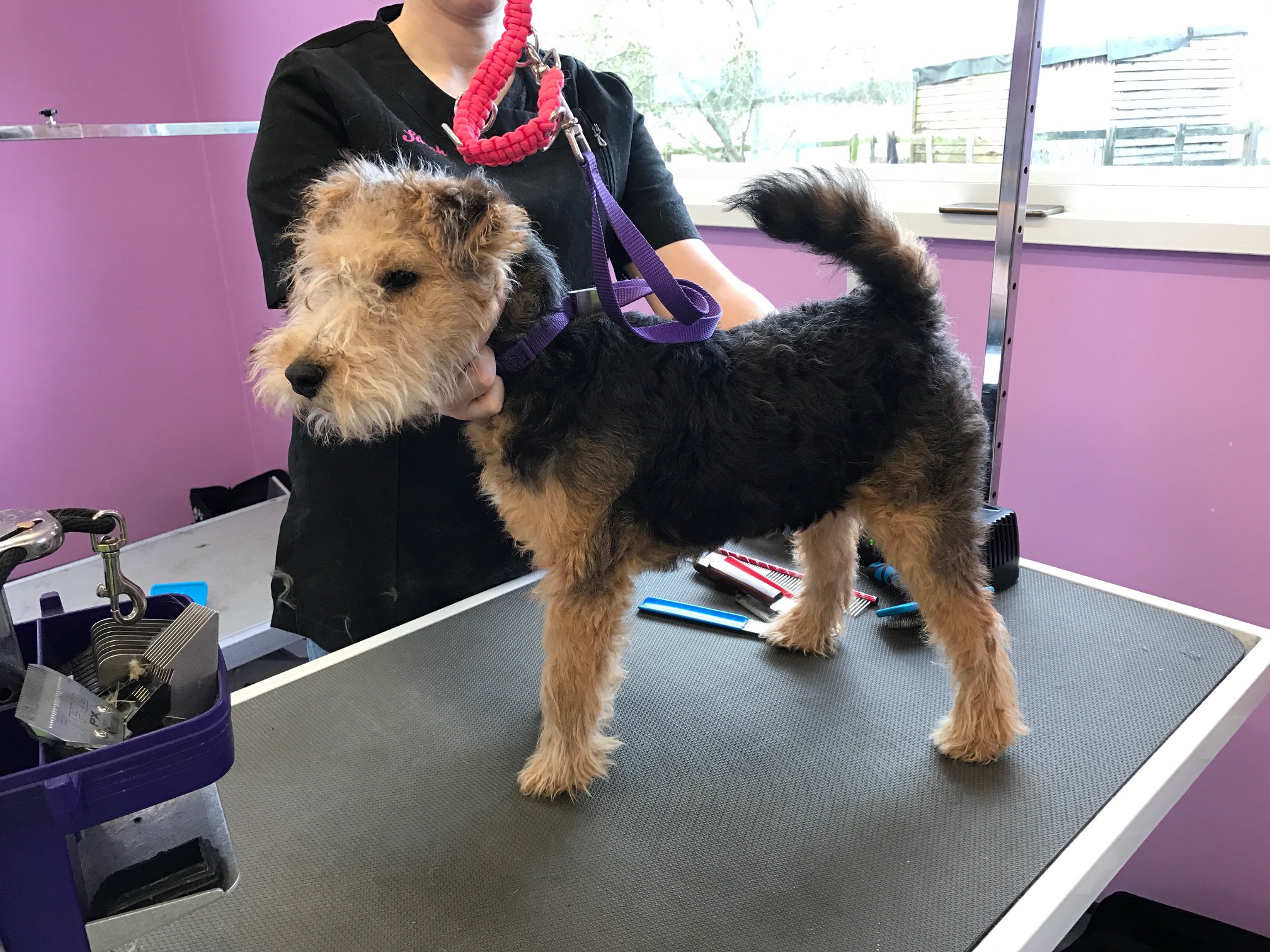 Hand Stripping Course, Midlands UK Grooming Courses