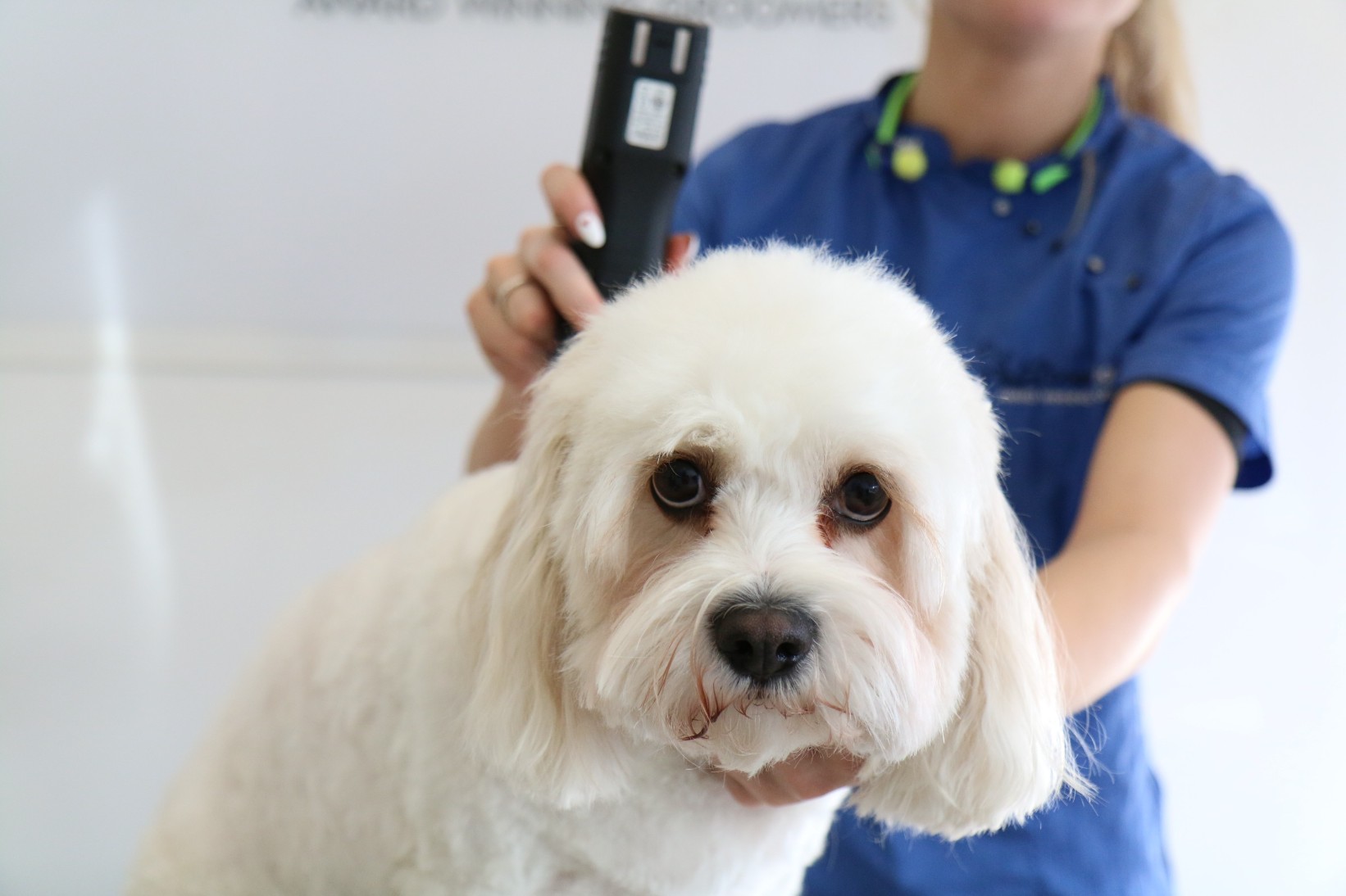 Level 2 Certificate for Dog Grooming Assistant UK Grooming Courses