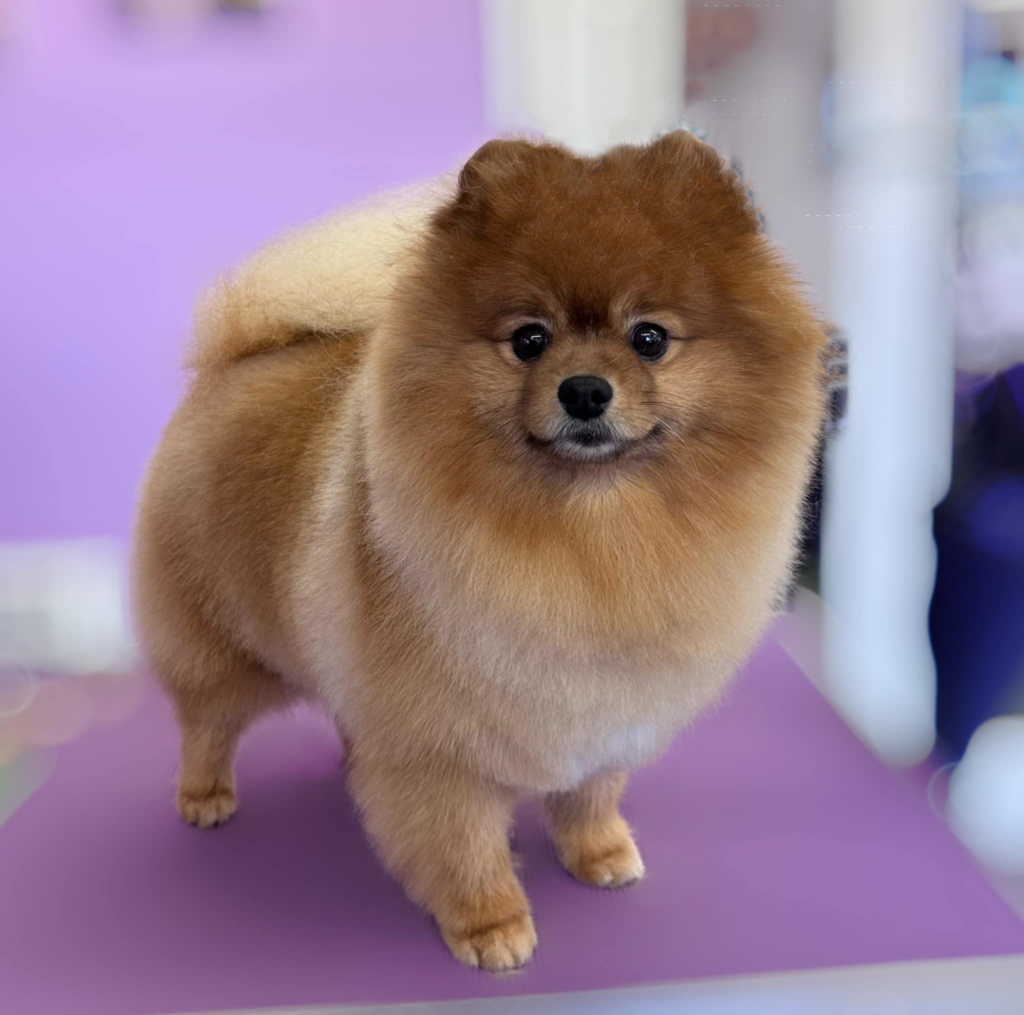 iPET Network Dog Grooming and Salon Management (Level 3 Diploma) | UK ...