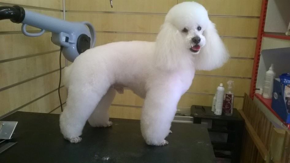 24 Day Professional Course UK Grooming Courses