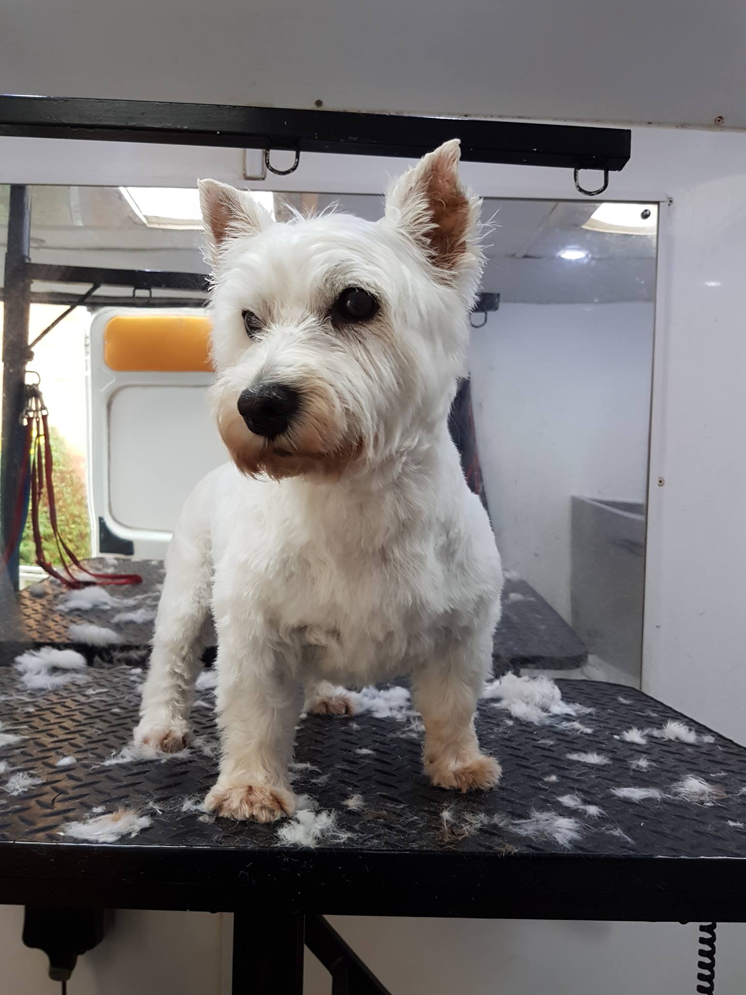 Dog Grooming Mayfair London UK Grooming Courses
