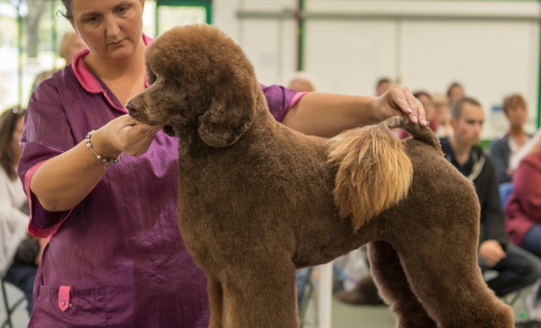  Free Dog Grooming Courses Near Me  Learn more here 