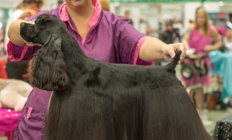 OCN Level 3 Professional Dog Grooming Course 603/0891/6