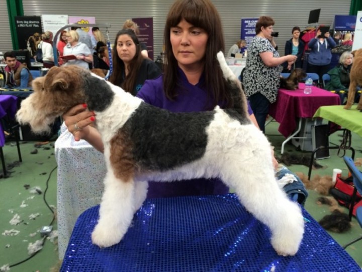 Mobile Dog Grooming Devon Mobile Dog Grooming Devon
