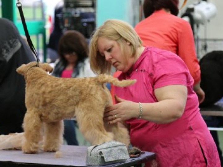 3 Dog Grooming Courses Available in Essex 3 Dog Grooming Courses Available in Essex