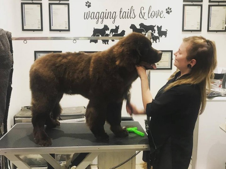 Dog Grooming Courses Essex Dog Grooming Courses Essex